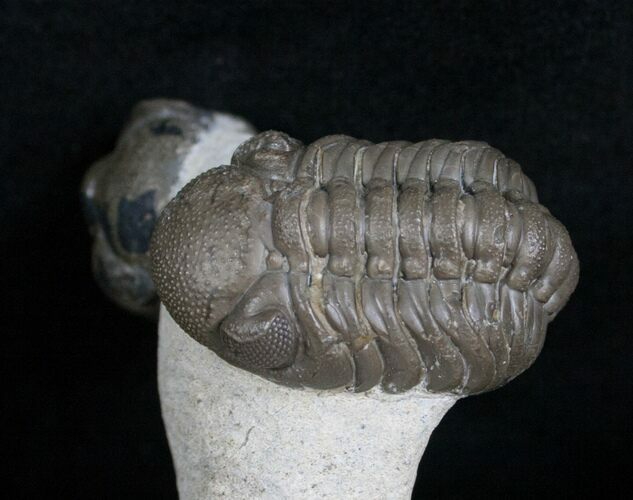 Double Phacops Trilobite Display #5225